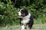 BERGER AUSTRALIEN PUPPIES 345